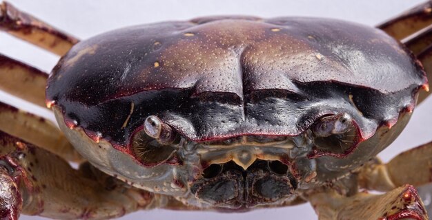 Foto het selecteren van focus op alleen het voorste deel van de krab.