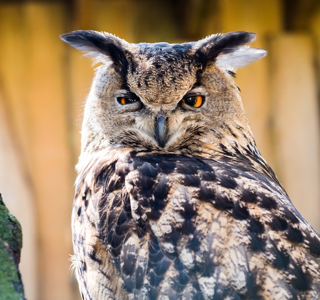 Het siberische dichte omhooggaande portret van eagle owl