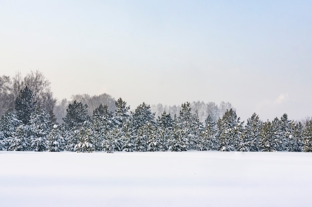 Het Siberische woud na de sneeuwval