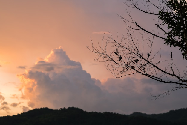 Het silhouet van de takboom op zonsondergang