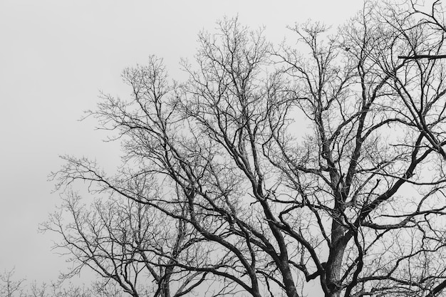 Het silhouet van een boom zonder bladeren op de achtergrond van een lichte lucht met wolken