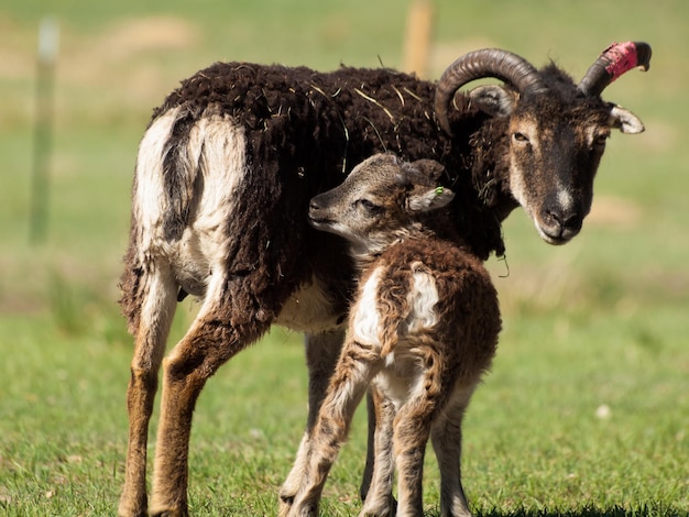 Het Soay-schaap is een primitief ras van gedomesticeerde schapen dat afstamt van een populatie wilde schapen op het eiland Soay in de St. Kilda-archipel.