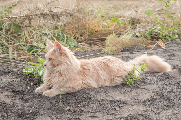 Het speelse gember Maine Coon-katje ligt buiten. Grote rode kat in de tuin