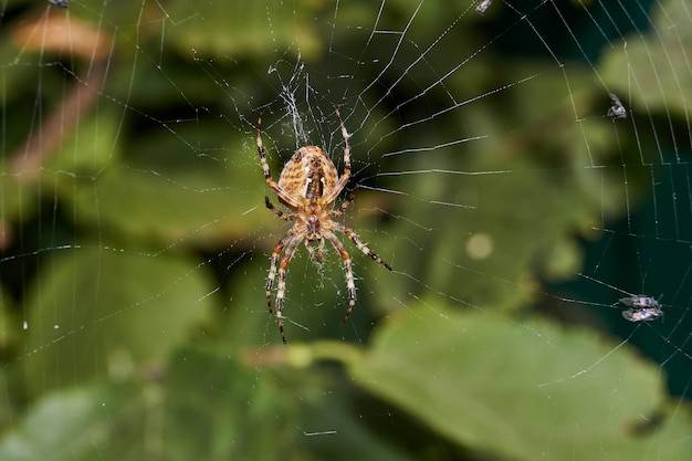 Het spinkruis (lat. araneus) zit in het midden van het web en wacht op een prooi die in het web wordt gevangen.