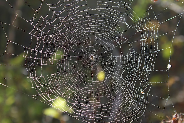 Het spinnenweb is 's ochtends bedekt met waterdruppels in het bos en glinstert in de zon.