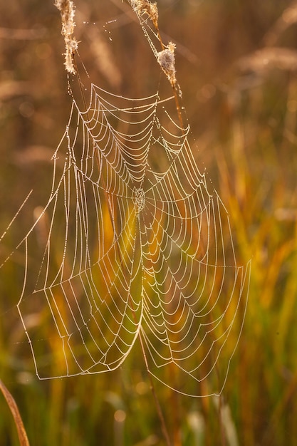 Het spinnenweb spinnenweb