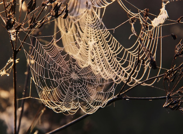 Het spinneweb met dauwdalingen die op de takken hangen
