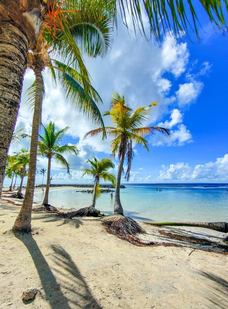 Foto het strand van caraibes.