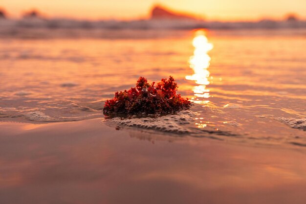 Het strand van de zonsopgang.