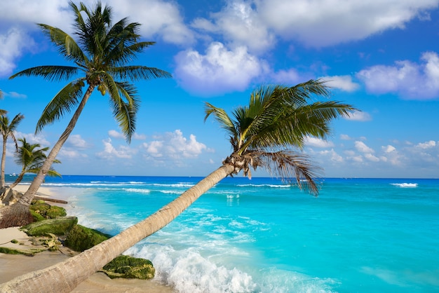 Het strandpalmen Mexico van Playa del Carmen