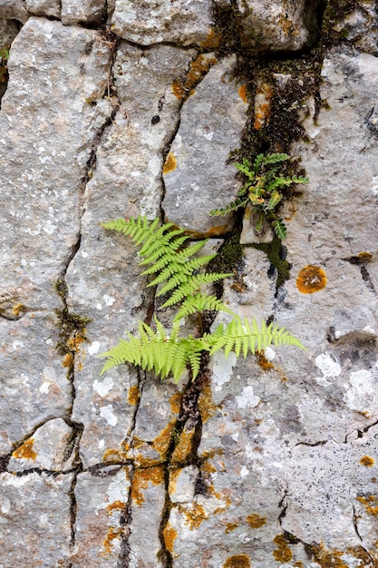 Het structuurpatroon De achtergrond oude grijze muur gemaakt van natuursteen met plant en mos