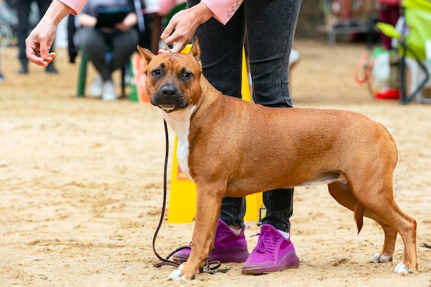 Het teefje van de American Staffordshire terrier in de beursstand