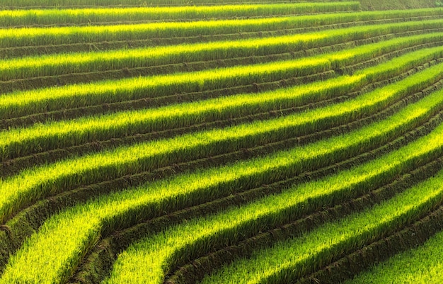Het terrasvormige landschap van het padieveld van Noord-Vietnam