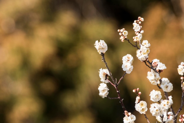 Het tot bloei komen van de abrikozenboom in de lente met mooie bloemenNatuurlijke seizoensachtergrond