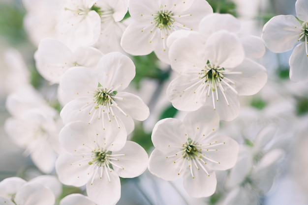 Foto het tot bloei komen van kersenbloemen in de lentetijd met groene bladeren en copyspacemacro