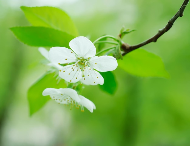 Het tot bloei komen van kersenbloemen in de lentetijd met groene bladeren, macro