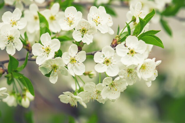 Het tot bloei komen van kersenbloemen in de lentetijd met groene bladerenmacro
