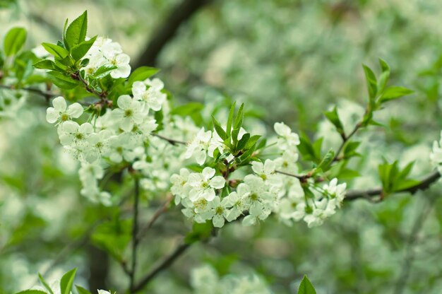 Het tot bloei komen van kersenbloemen in de lentetijd met groene bladerenmacro