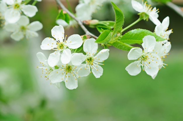 Het tot bloei komen van kersenbloemen in de lentetijd met groene bladerenmacro