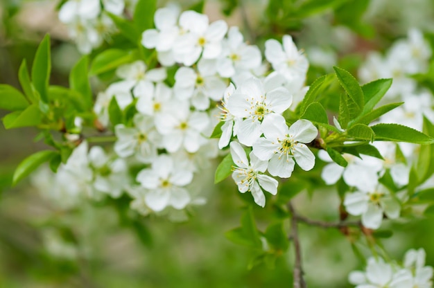 Het tot bloei komen van kersenbloemen in de lentetijd met groene bladerenmacro