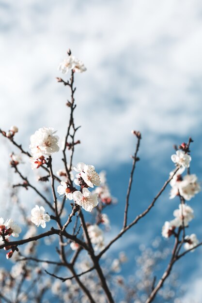 Het tot bloei komen van kersenbloemen in de lentetijd tegen blauwe hemel