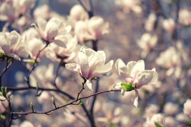 Het tot bloei komen van magnolia witte bloemen in de lente natuurlijke seizoengebonden achtergrond