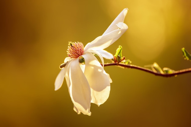 Het tot bloei komen van magnolia witte bloemen in de lente natuurlijke seizoengebonden achtergrond