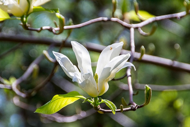 Het tot bloei komen van magnoliabloemen in de lentetijd