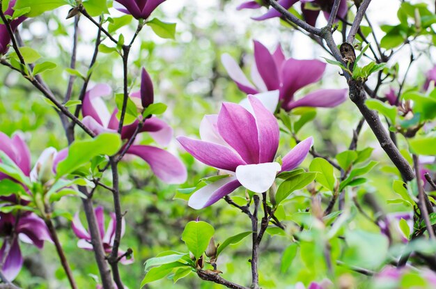 Het tot bloei komen van magnoliabloemen op de bloemenachtergrond van de de lentetijd