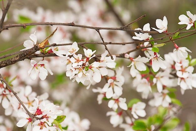 Het tot bloei komen van pruimbloemen in de lentemacro