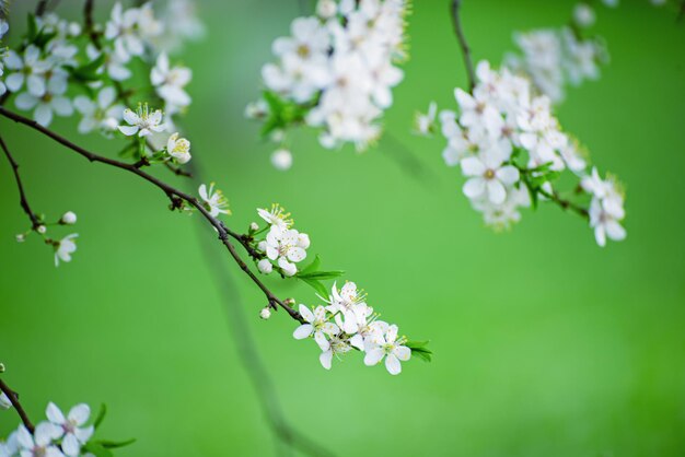 Het tot bloei komen van pruimbloemen in het voorjaar met groene bladeren, vintage bloemenachtergrond