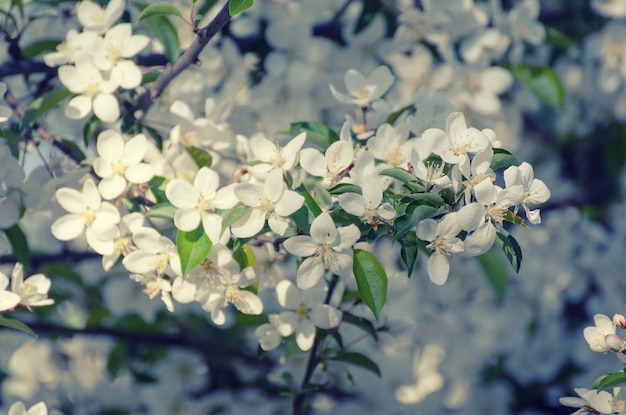 Het tot bloei komen van pruimbloemen in het voorjaar met groene bladeren vintage bloemenachtergrond