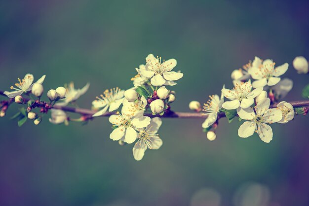 Het tot bloei komen van pruimbloemen in het voorjaar met groene bladeren vintage bloemenachtergrond