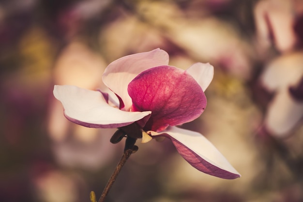 Het tot bloei komen van roze magnoliabloemen in de lentetijd, bloemen natuurlijke seizoengebonden achtergrond