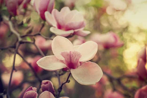 Het tot bloei komen van roze magnoliabloemen in de lentetijd bloemen natuurlijke seizoengebonden achtergrond