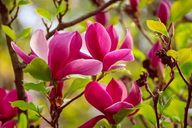 Het tot bloei komen van roze magnoliabloemen met groene bladeren in de lentetijd bloemen natuurlijke seizoengebonden achtergrond