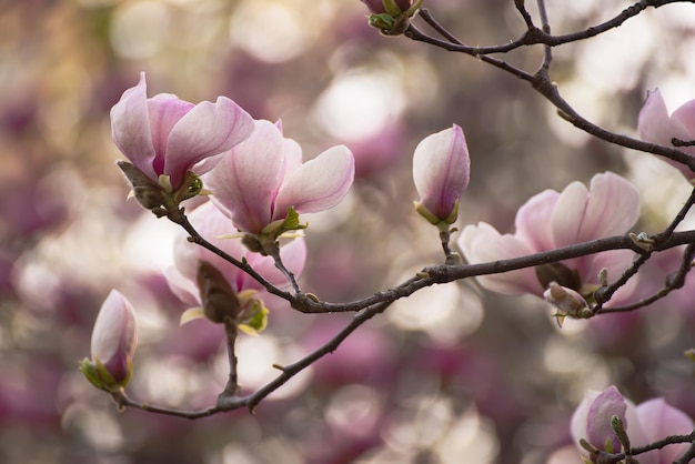 Het tot bloei komen van roze magnoliabloemen op de bloemenachtergrond van de de lentetijd