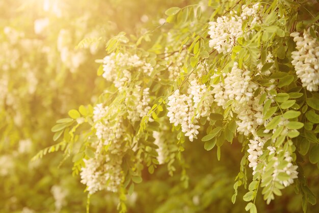Het tot bloei komen van witte acaciabloemen bij de lente, natuurlijke zonnige openlucht seizoensgebonden bloemenachtergrond