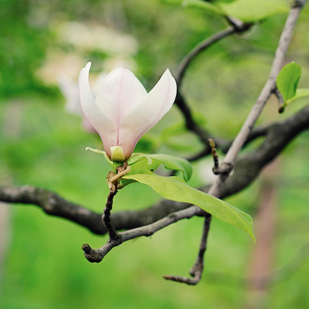 Het tot bloei komen van witte magnoliabloemen in de lentetijd, bloemenachtergrond