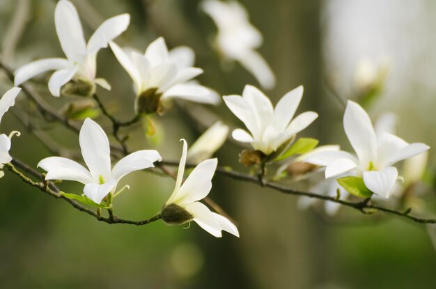 Het tot bloei komen van witte magnoliabloemen in de lentetijd natuurlijke bloemen seizoengebonden achtergrond