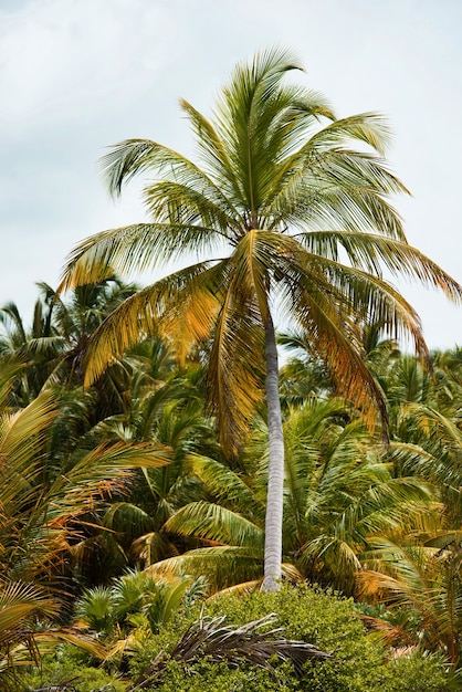 Het tropische bos, palmbomen op de strandachtergrond van palmbomen.