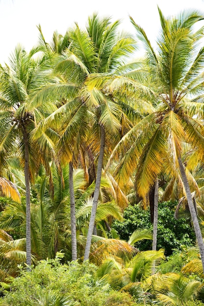 Het tropische bos, palmbomen op de strandachtergrond van palmbomen.