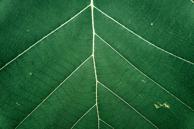 Het tropische groene blad van de close-upaard en texturenpatroon als achtergrond of behang.