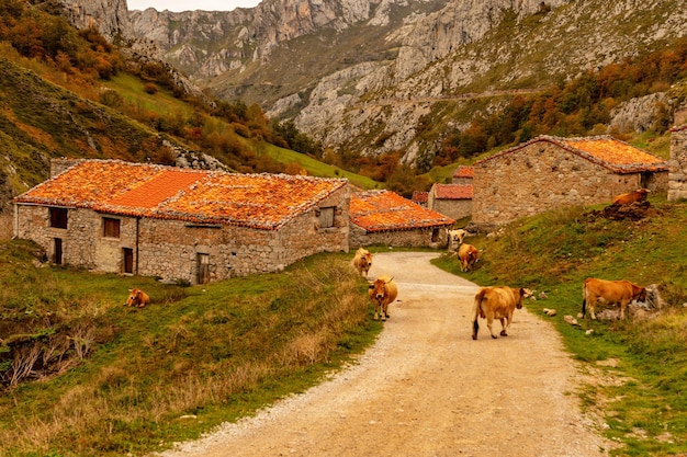 Het uitgebreide natuurreservaat Muniellos in Asturië