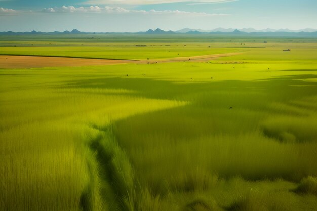 Het uitgestrekte grasland lijkt ver weg Prachtige natuurlijke omgeving wallpaper achtergrondfotografie