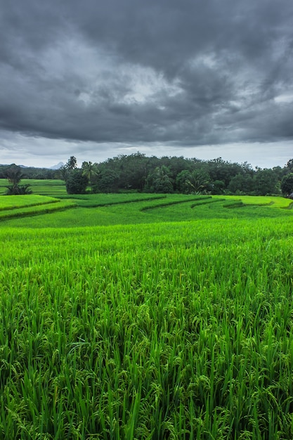 Het uitzicht op de uitgestrekte groene rijstvelden in de ochtend