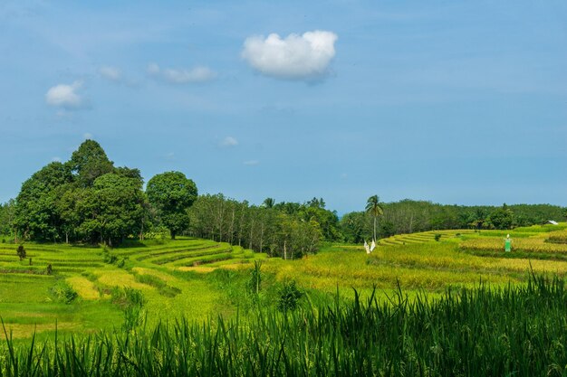 Het uitzicht op indonesië is een uitgestrekte en groene rijstveldboerderij