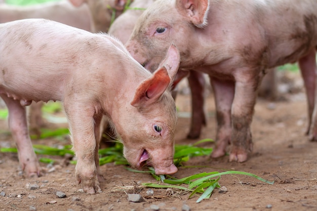 Het varken is zojuist pasgeboren op een boerderij.