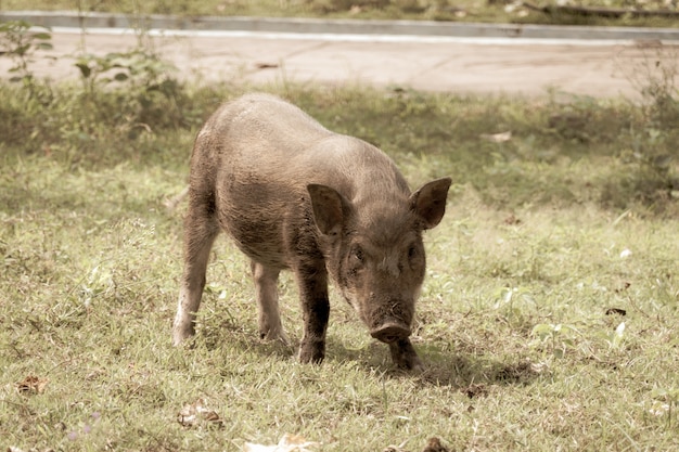 Het varken loopt om gras te eten