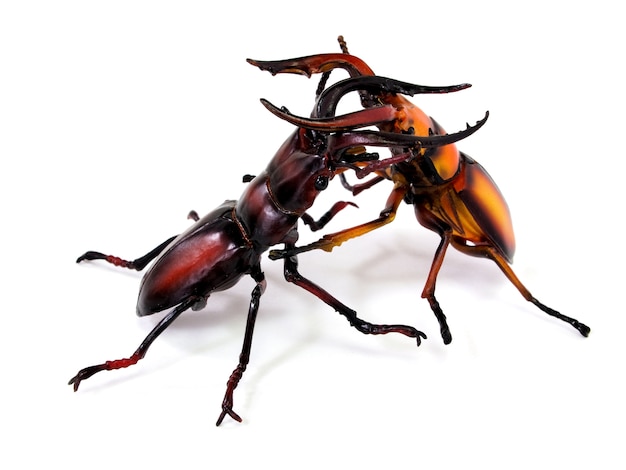 Het vechten van grote stag kevers (Lucanus cervus)